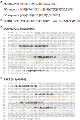 Damage Signaling by Extracellular Nucleotides: A Role for Cyclic Nucleotides in Elevating Cytosolic Free Calcium?